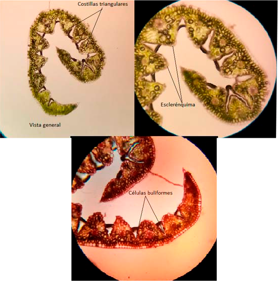 Lolium multiflorum